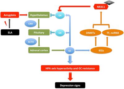DNA Methyltransferases in Depression: An Update